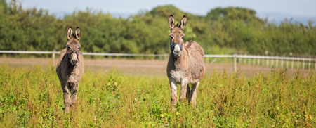 Fishers Mobile Farm donkeys